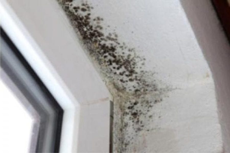 Ceiling & Wall Mold Issues