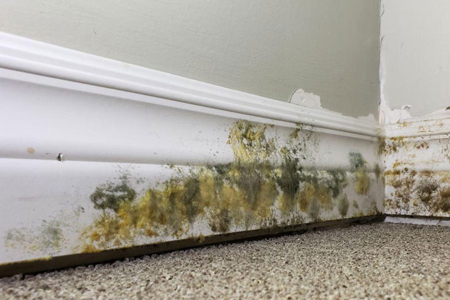 Mold Problem Assessment