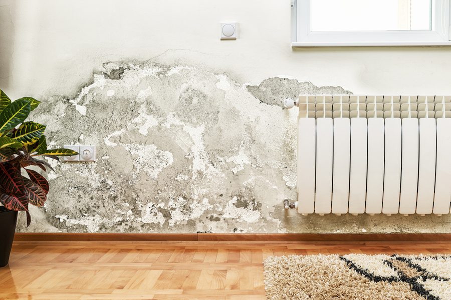 Wall mold issue